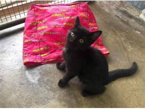 SUVI - Domestic Shorthair
crossbreed Photo