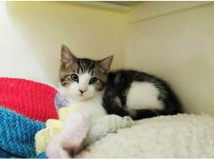 TIMMY - Domestic Shorthair
crossbreed Photo