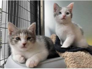 STRUDEL - Domestic Shorthair
crossbreed Photo
