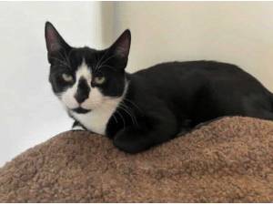 TEDDY - Domestic Shorthair
crossbreed Photo