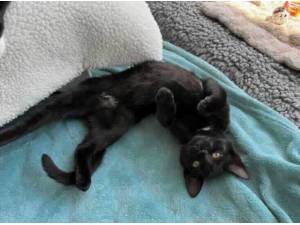 KIWI - Domestic Shorthair
crossbreed Photo
