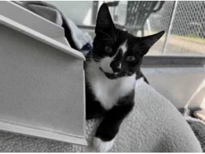 ZIGGY - Domestic Shorthair
crossbreed Photo