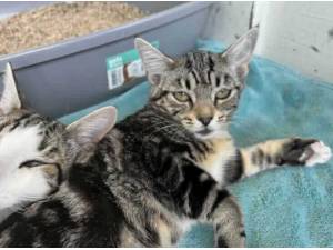 AMBER - Domestic Shorthair
crossbreed Photo