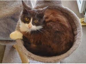BETTY - Domestic Semi
crossbreed Photo