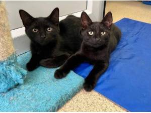 MELVIN AND KELVIN - Domestic Shorthair
crossbreed Photo