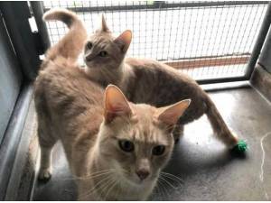 OLLIE AND ASHA - Domestic Shorthair
crossbreed Photo