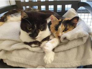 FIFI AND TINKERBELL - Domestic Shorthair
crossbreed Photo