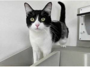 OREO - Domestic Shorthair
crossbreed Photo