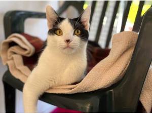 SIMBA - Domestic Shorthair
crossbreed Photo