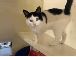 GINA - Domestic Shorthair
crossbreed Photo