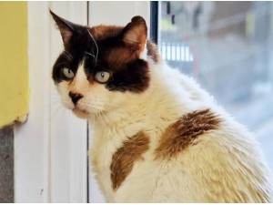 ARCHIE - Domestic Shorthair
crossbreed Photo