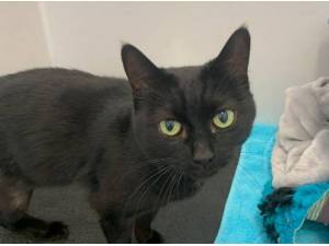 MAVIS - Domestic Shorthair
crossbreed Photo