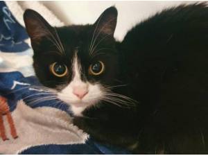 BELLE - Domestic Shorthair
crossbreed Photo