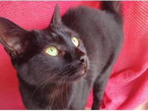 BRUCE - Domestic Shorthair
crossbreed Photo