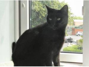 COCO - Domestic Shorthair
crossbreed Photo