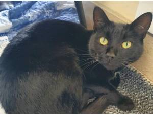ZIGGY - Domestic Shorthair
crossbreed Photo