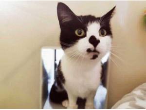 ROSA - Domestic Shorthair
crossbreed Photo