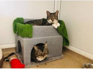 TABBY AND MINDY - Domestic Shorthair
crossbreed Photo