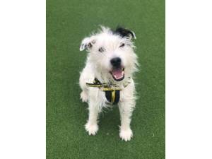 Bertie - Male Parson Russell Terrier Photo