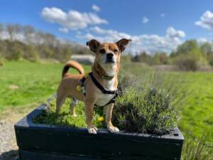 Billy - Male Terrier Cross Photo