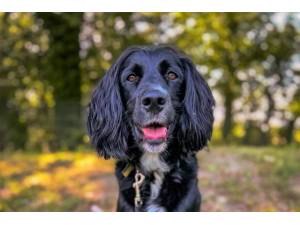 Bonnie - Female Spaniel Cross Photo