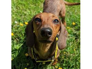 Brie - Female Dachshund: Min Smooth Hr Photo