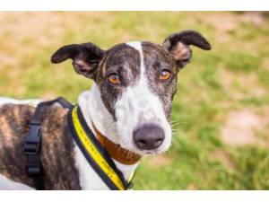 Carlos - Male Whippet Photo