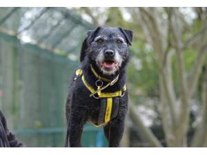Casper - Male Patterdale Terrier Photo