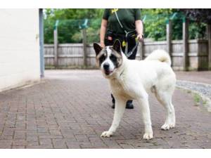 Charlie - Male Akita Photo