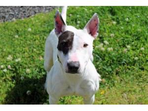 Coco - Female Terrier: English Bull Photo