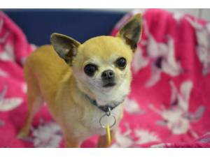 Dora - Female Chihuahua: Short Hr Photo
