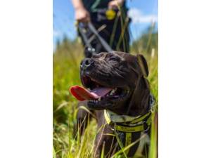 Freddie - Male Staffordshire Cross (SBT) Photo