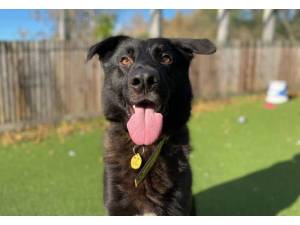 Haiti - Male German Shepherd Dog (GSD / Alsatian) Photo