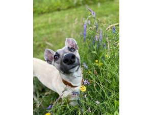 Honey - Female Whippet Photo