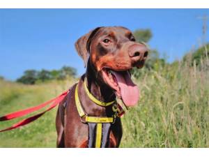 Jake - Male Dobermann Photo