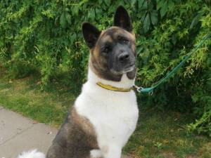 Keisha - Female Akita Photo