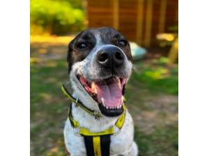 Lola S - Female Collie Cross (Border) Photo