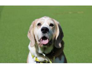 Maisie - Female Beagle Photo
