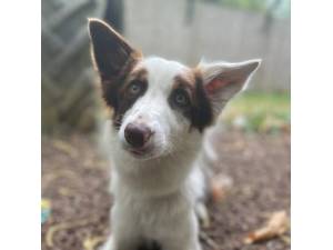 Maisy - Female Border Collie Photo
