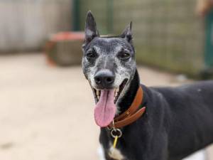 Marley - Male Whippet Photo