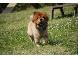 Mufasa - Male Chow Chow Photo