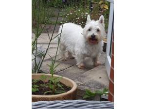Nancy - Female West Highland White Terrier Photo