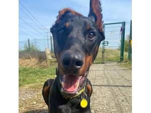 Norbert - Male Dobermann Photo