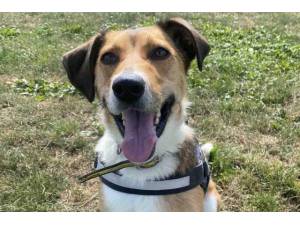 Oliver - Male A Crossbreed Photo