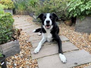 Ollie - Male Collie Cross (Border) Photo