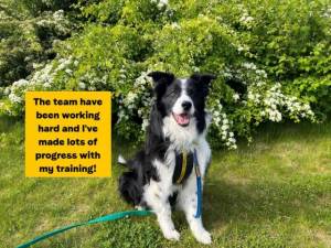 Oscar - Male Border Collie Photo
