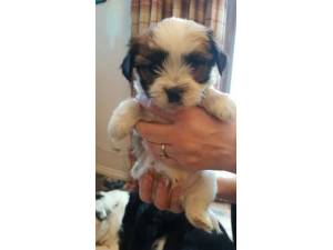 Rex - Male A Crossbreed Photo
