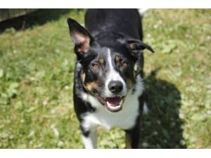 Rex - Male Border Collie Photo