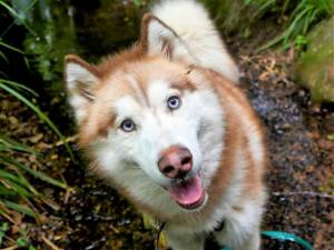 Siren - Male Siberian Husky Photo