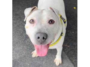 Sky Blue - Female Staffordshire Bull Terrier (SBT) Photo